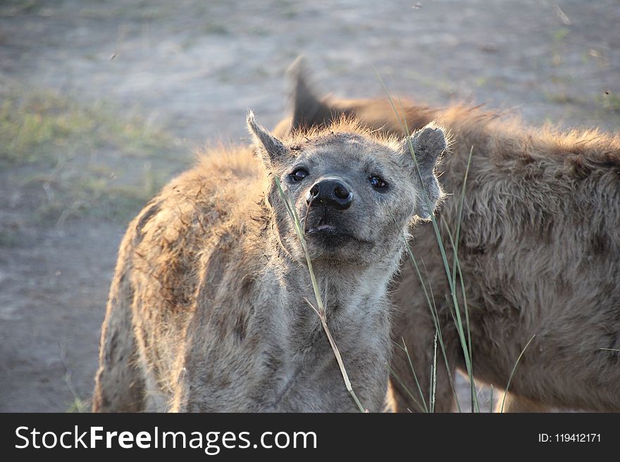 Hyena, Wildlife, Mammal, Fauna