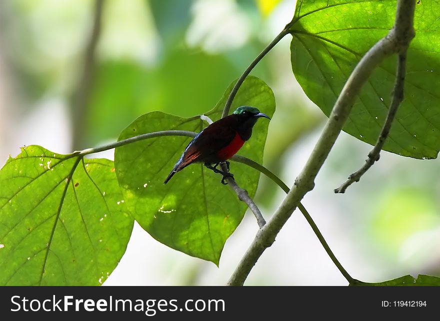 Insect, Leaf, Ecosystem, Fauna