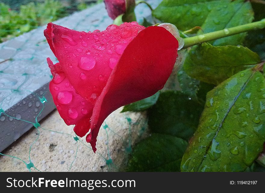 Rose, Rose Family, Flower, Garden Roses