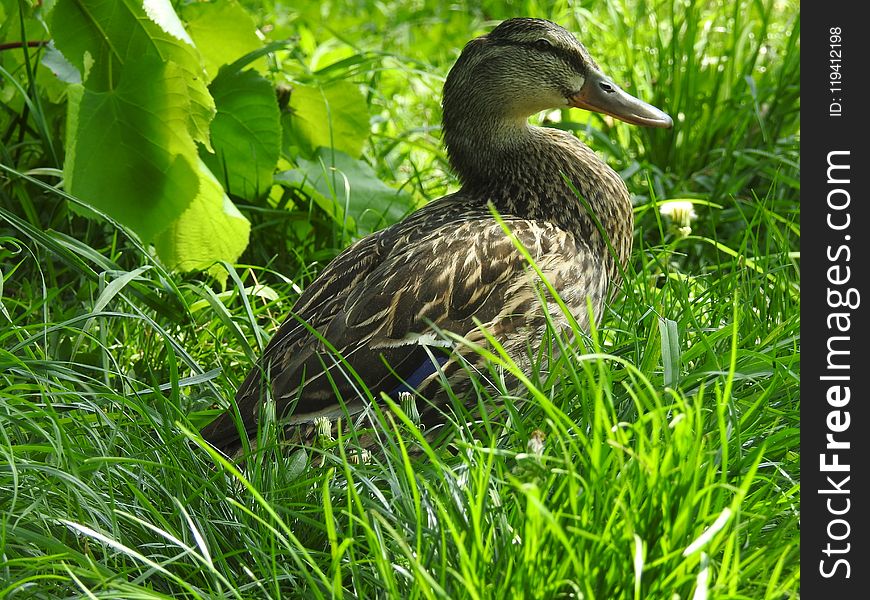 Bird, Duck, Fauna, Ecosystem