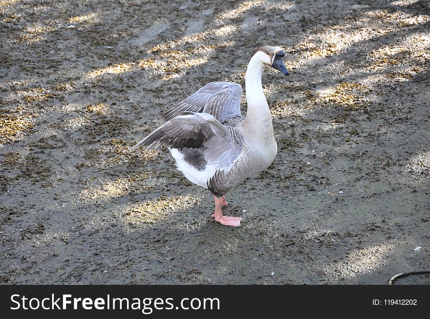 Bird, Water Bird, Fauna, Goose