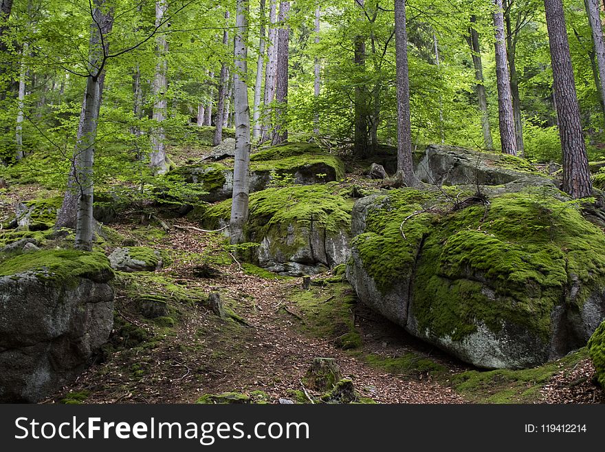 Nature, Nature Reserve, Forest, Ecosystem