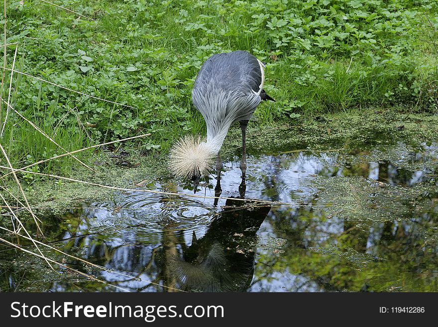 Water, Bird, Reflection, Nature Reserve