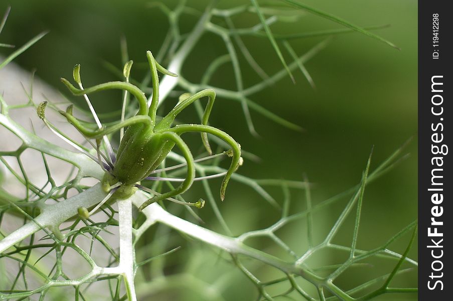 Plant, Vegetation, Close Up, Flora