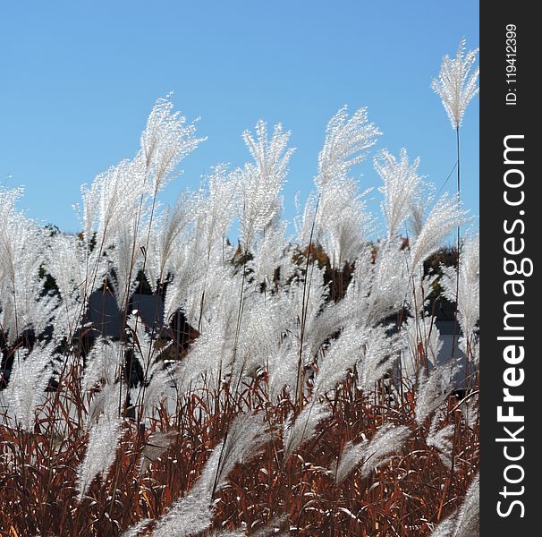 Winter, Frost, Freezing, Snow