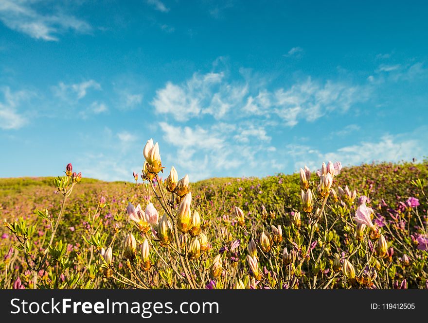 Sky, Grassland, Ecosystem, Wildflower