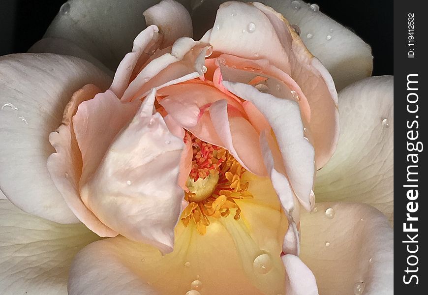 Flower, Rose Family, Rose, Close Up