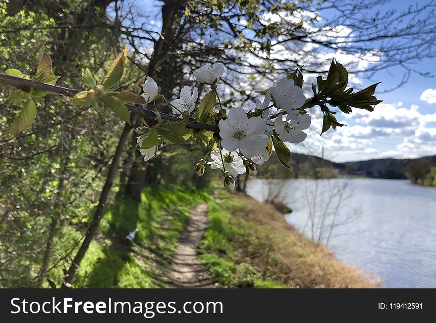 Water, Tree, Reflection, Spring