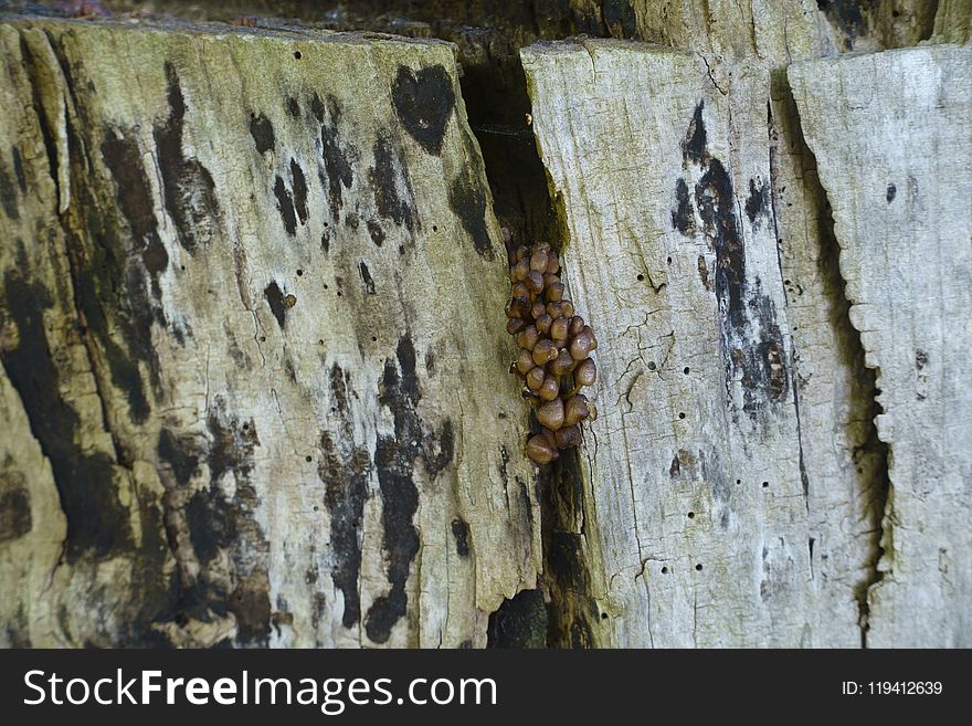 Wood, Wall, Texture, Formation