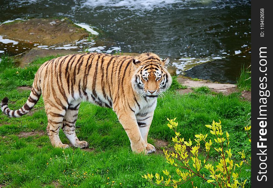 Tiger, Wildlife, Terrestrial Animal, Mammal