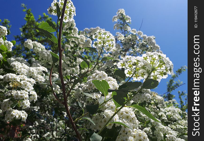 Plant, Spring, Viburnum, Nannyberry