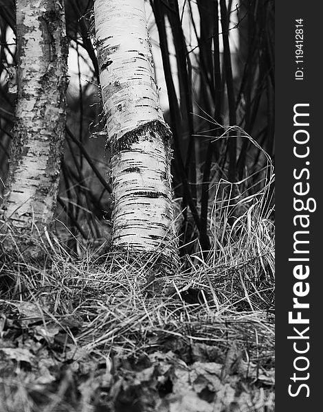 Tree, Black And White, Woody Plant, Monochrome Photography