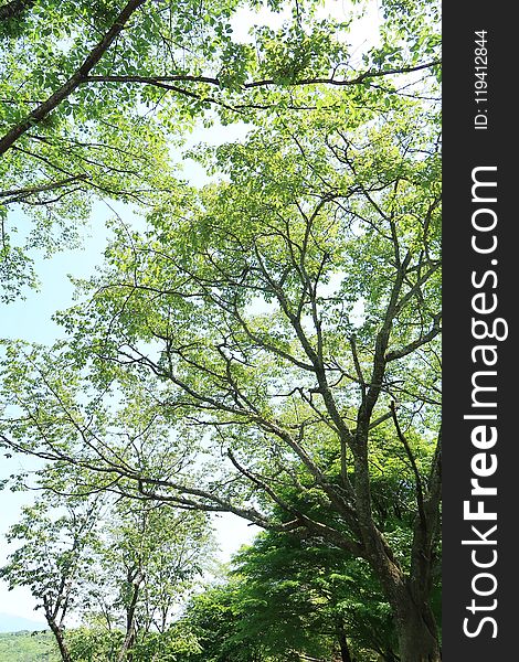 Tree, Branch, Vegetation, Ecosystem
