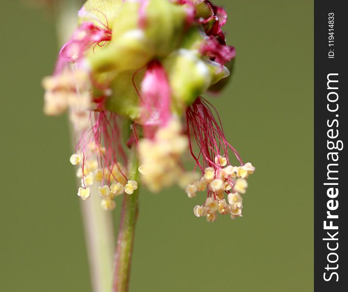 Salad Burnet, Garden Burnet, Small Burnet, Sanguisorba Minor