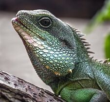 Chinese Water Dragon`s Head 1 Royalty Free Stock Photos