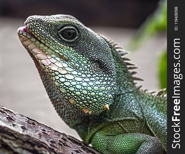 Chinese water dragon`s head. Latin name - Physignathus cocincinus. Chinese water dragon`s head. Latin name - Physignathus cocincinus