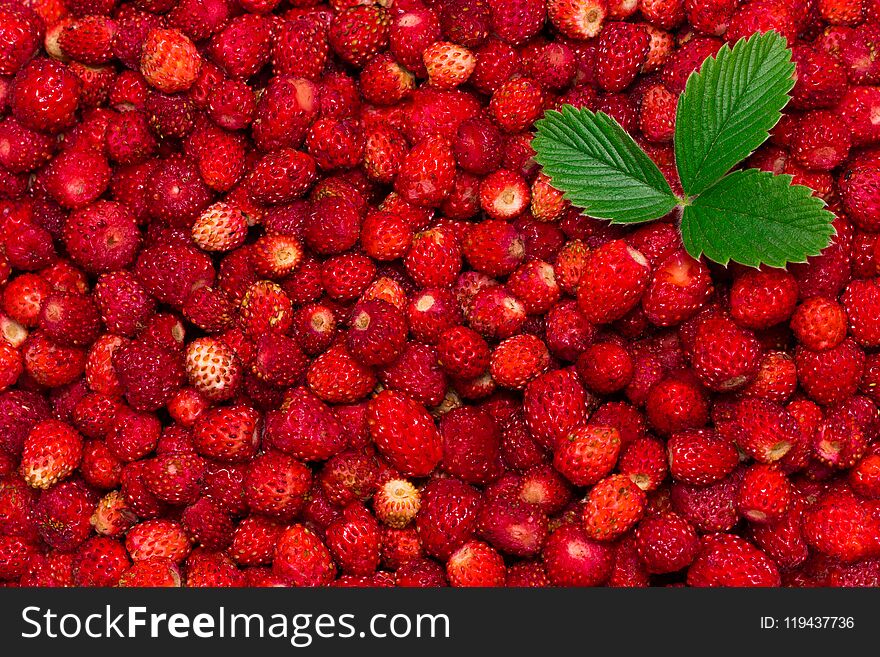 Background of wild strawberry berries with leaf close-up.