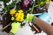 Image On Top Of Man`s Hands In Green Gloves Transplanting Flower Royalty Free Stock Photos