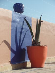 Colourful Tropical Plant On A Moroccan Roof Terrace Royalty Free Stock Image
