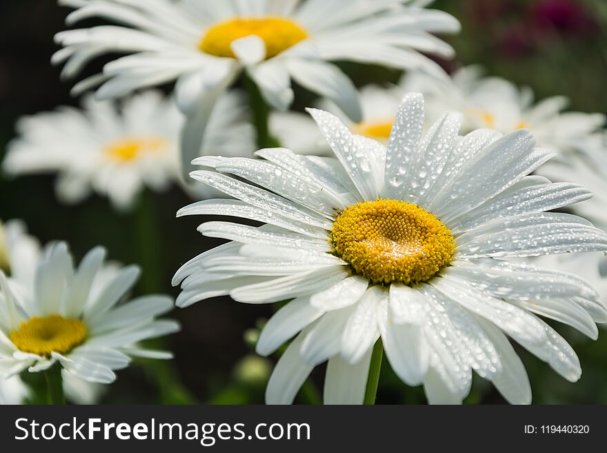 Blooming chamomile in the garden on a meadow in summer