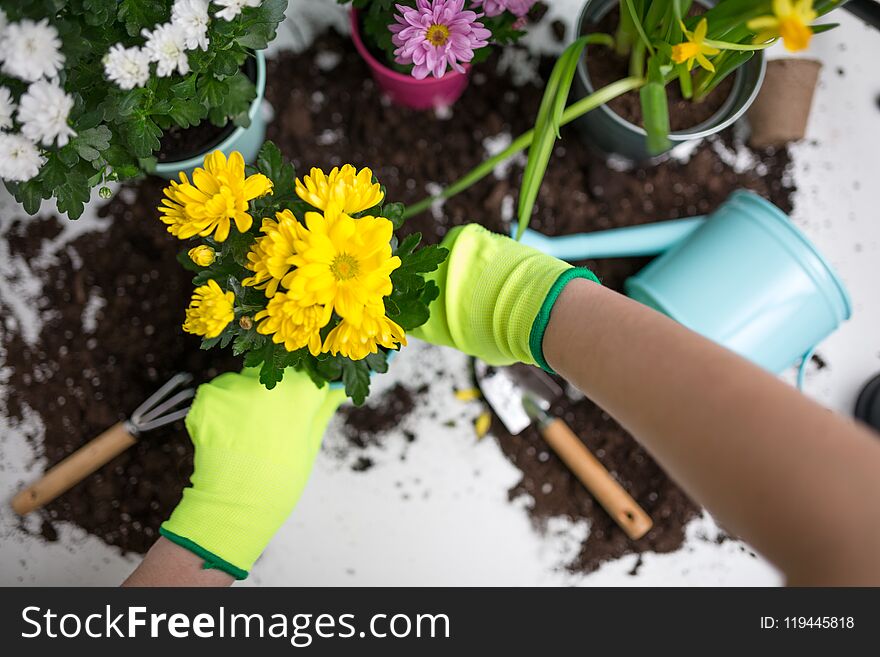 Image on top of man`s hands in green gloves transplanting flower on table