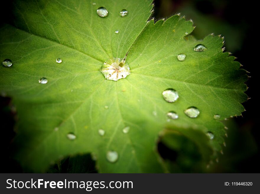 Dew drops on a lady`s mantle