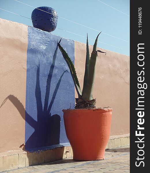 Colourful Tropical Plant On A Moroccan Roof Terrace