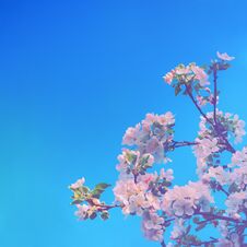 Apple Tree Blossom Against A Blue Sky Royalty Free Stock Photos