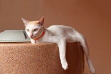 White Cat Laying Down On The Water Tank On Orange Color Background. Stock Image