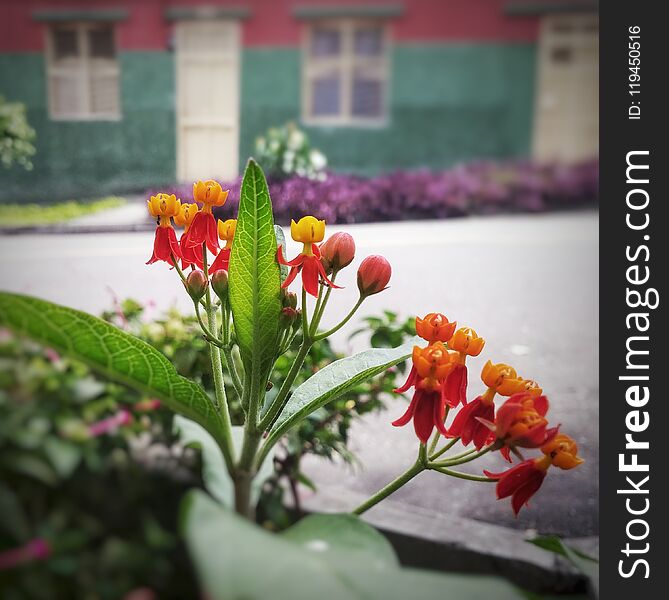 Asclepias curassavica, tropical milkweed, beautiful set of red and yellow flower