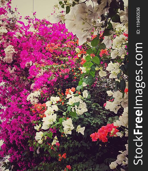 Pink, White And Orange Flowers Bougainvillea In Tropical Garden Blossom Texture