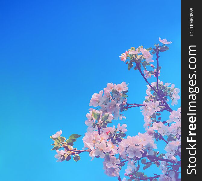 Branches of a blossoming apple tree with white flowers against a blue sky. Spring floral background with copy space, selective focus. Branches of a blossoming apple tree with white flowers against a blue sky. Spring floral background with copy space, selective focus.