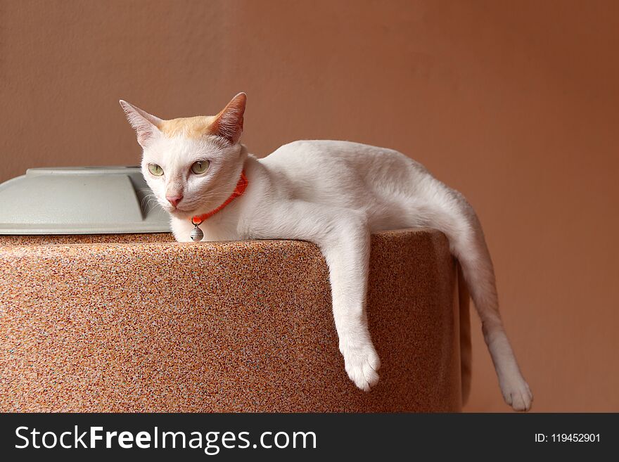 White cat laying down on the water tank on orange color background.