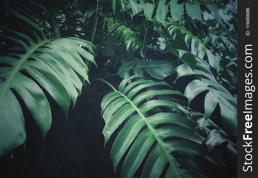 Tropical green leaf texture on dark green color and dark background