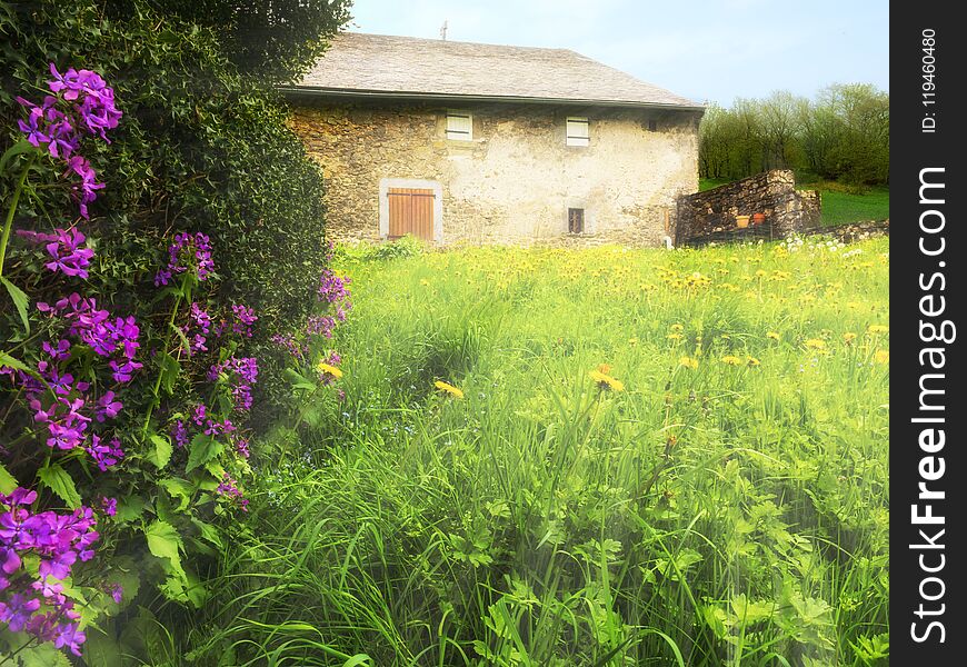 Ancient stone house in a field and flower bushes