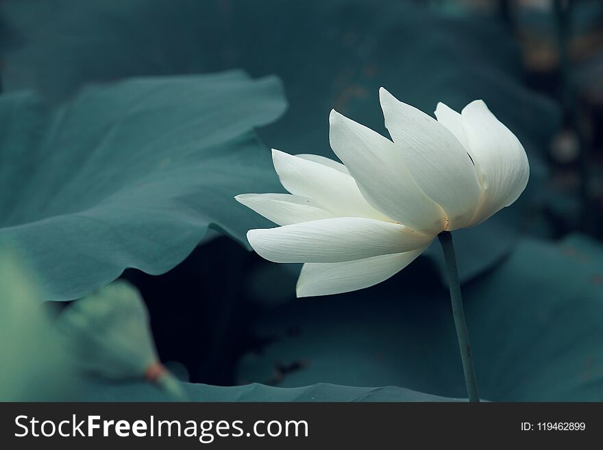 Saintly white lotus in sunny day in summer with green leaves