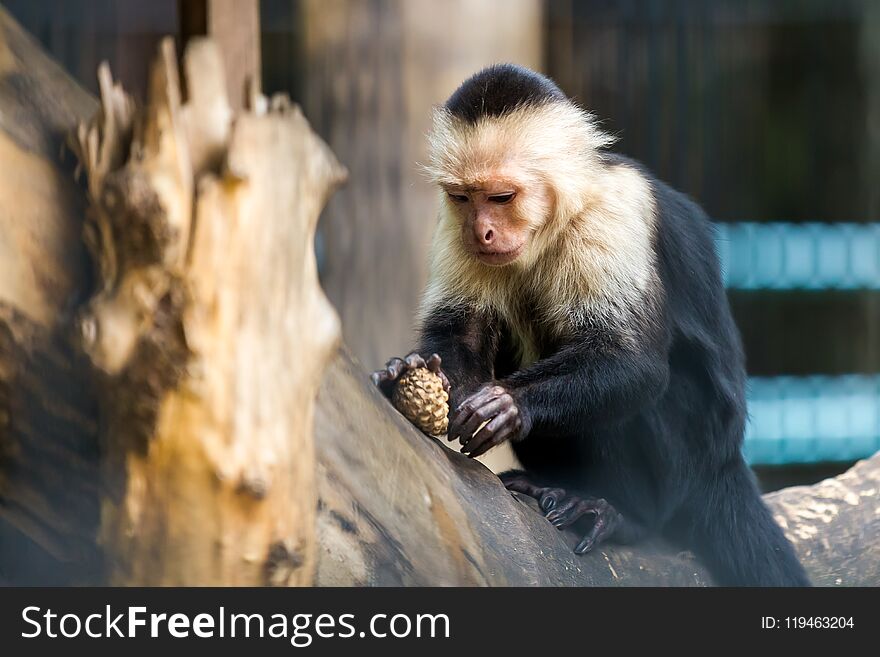A close-up of a monkey or chlorocebus aethiops is sitting on a tree and playing with a shisha on a warm summer day