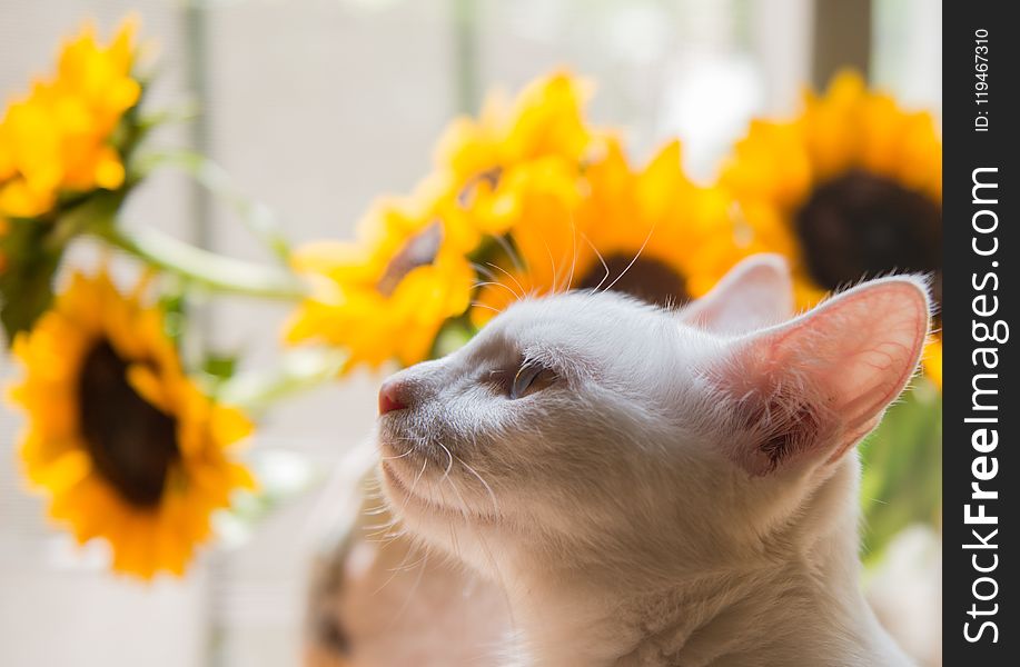 White Cat and Yellow Sunflower