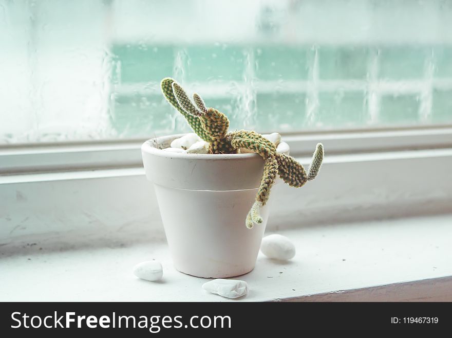 Shallow Focus Of Green Cactus Plant