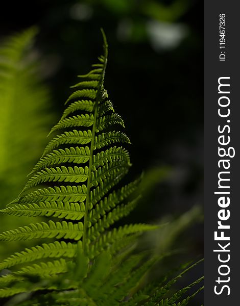 Selective Focus Photo of Fern Plant