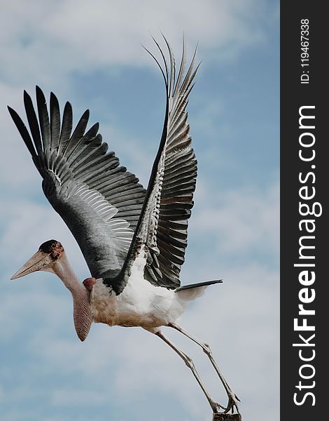 Selective Focus Photo Of Black And White Flying Bird