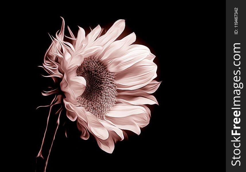 Closeup Photo of Sunflower Flower