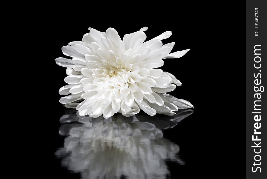 Shallow Focus Photography of White Flower Reflected on Mirror Surface