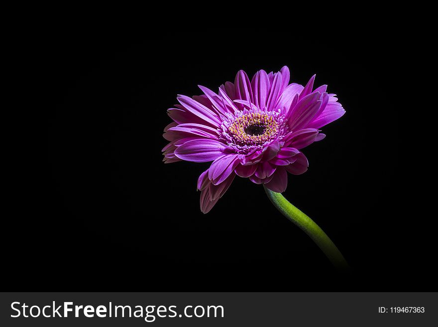 Purple daisy