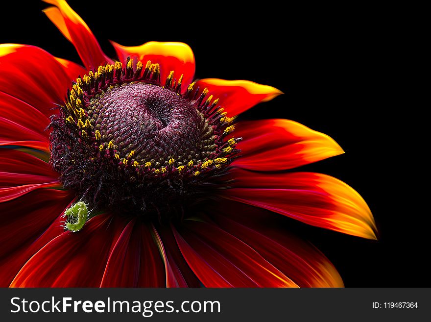 Closeup Photo of Red-and-yellow Petaled Flower