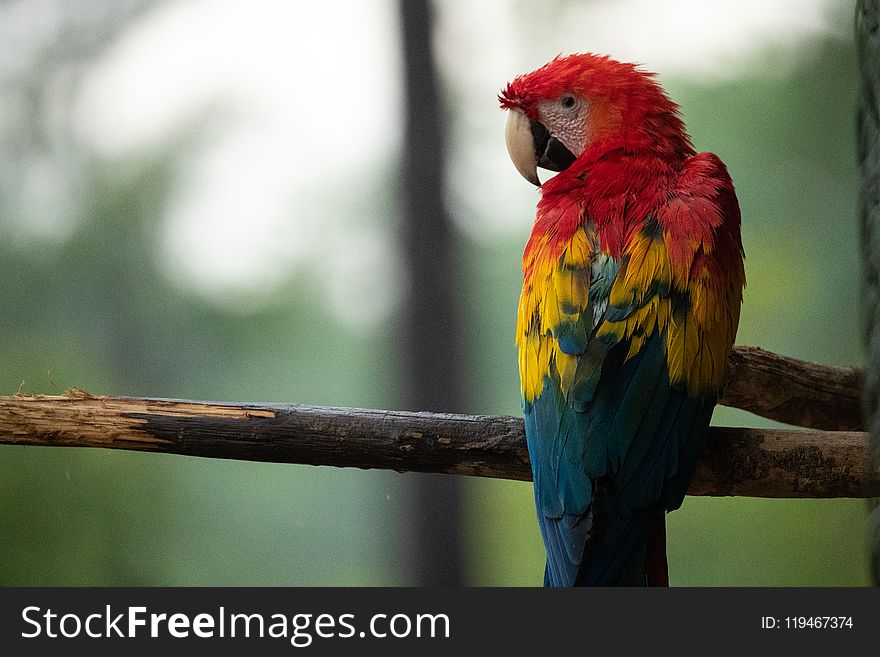 Photo of Red, Blue, and Yellow Parrot on Tree Branch
