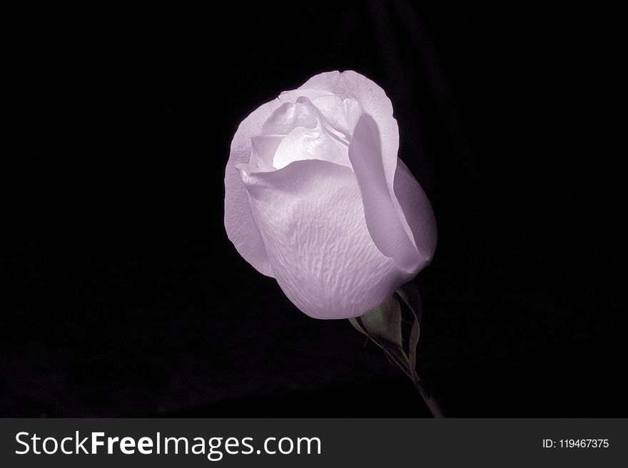 Pink Rose Flower Surrounded By Dark