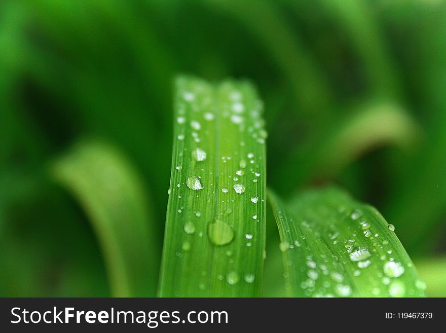 Closeup Photo of Green Leafed Plant With Water Dew