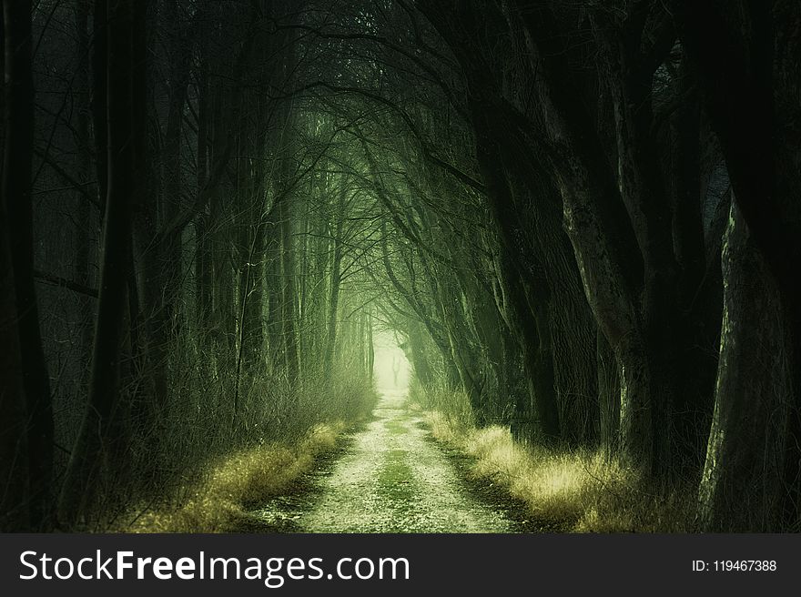 Tree Tunnel at Daytime