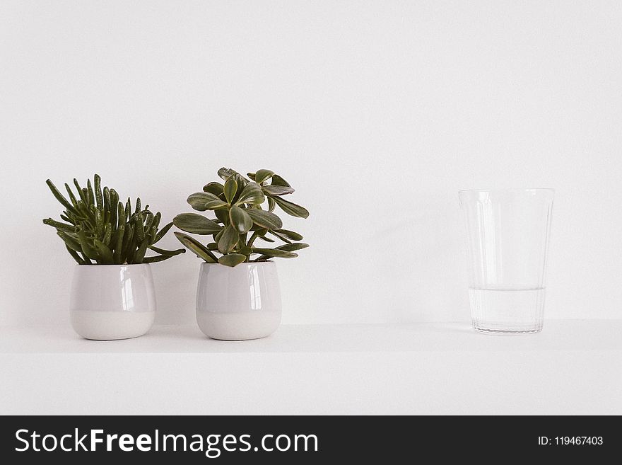 Two Round Ceramic Potted Green Plants and Liquid Filled Clear Drinking Glass